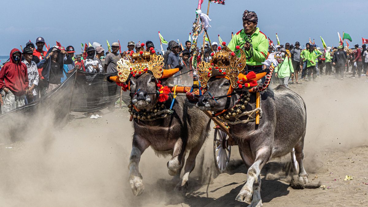 FOTO: Dříve balijští farmáři závodili s buvoly pro zábavu, dnes jde o důležitou kulturní tradici